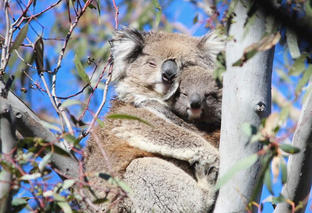 wild female koala cuddling joey You Yangs