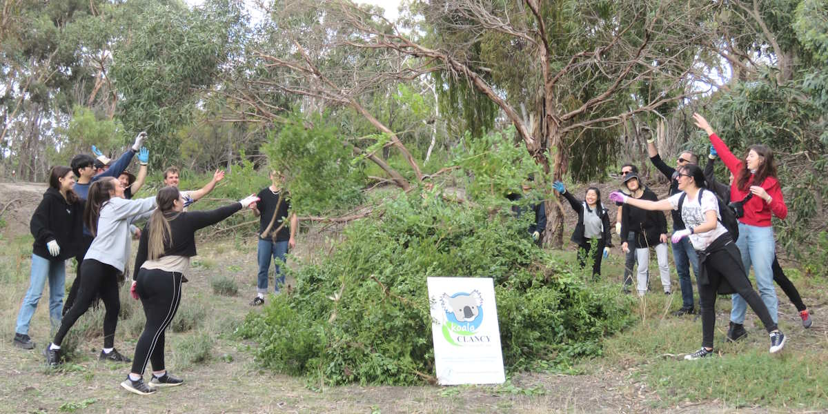 A group of volunteers in a bushland setting standing in a circle around a large pile of removed weeds, pointing excitedly toward the pile with a Koala Clancy Foundation sign in the foreground.