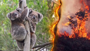 Koala mother and joey split screen bushfire