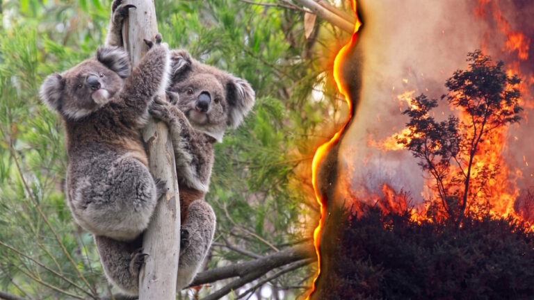 Koala mother and joey split screen bushfire