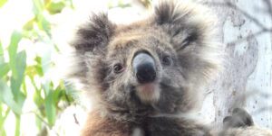 koala looking concerned