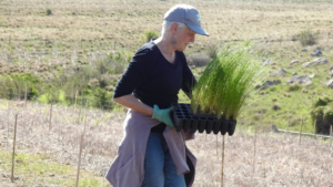 Side view of a Koala Clancy Foundation volunteer holding a black seedling tray filled with tall green native grasses. She is wearing a grey cap, black top, and green gloves, standing outdoors in a dry field during a tree planting event.