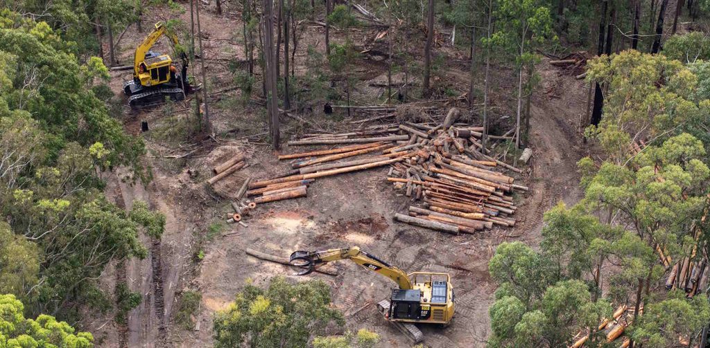 Bulldozers in Great Koala National Park from above