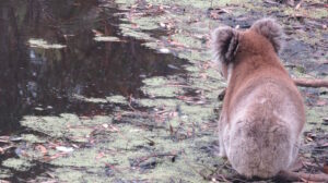 koala climate change