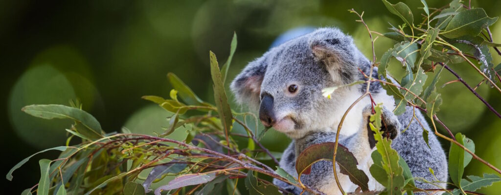 koala in Great National Park NSW
