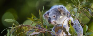 koala in Great National Park NSW