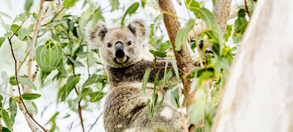 alert koala in Great Koala National Park