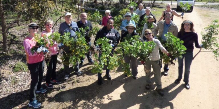 A diverse group of conservation volunteers outdoors holding up pulled boneseed weeds along a dirt track.