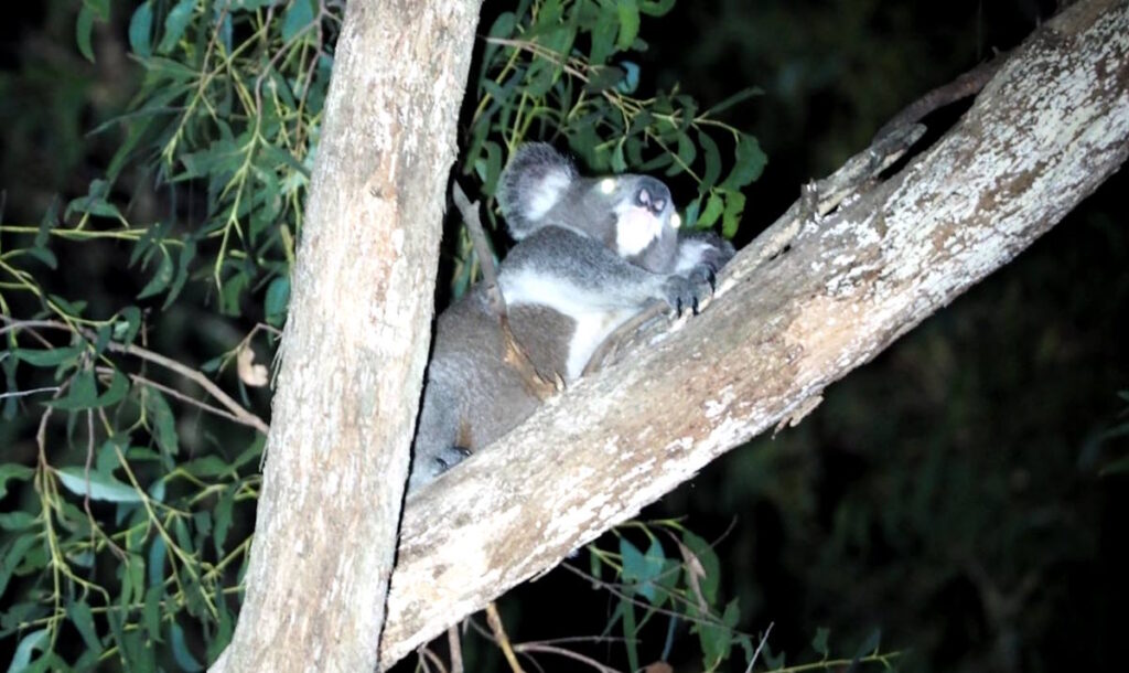 koala protected by peaceful protest, NSW
